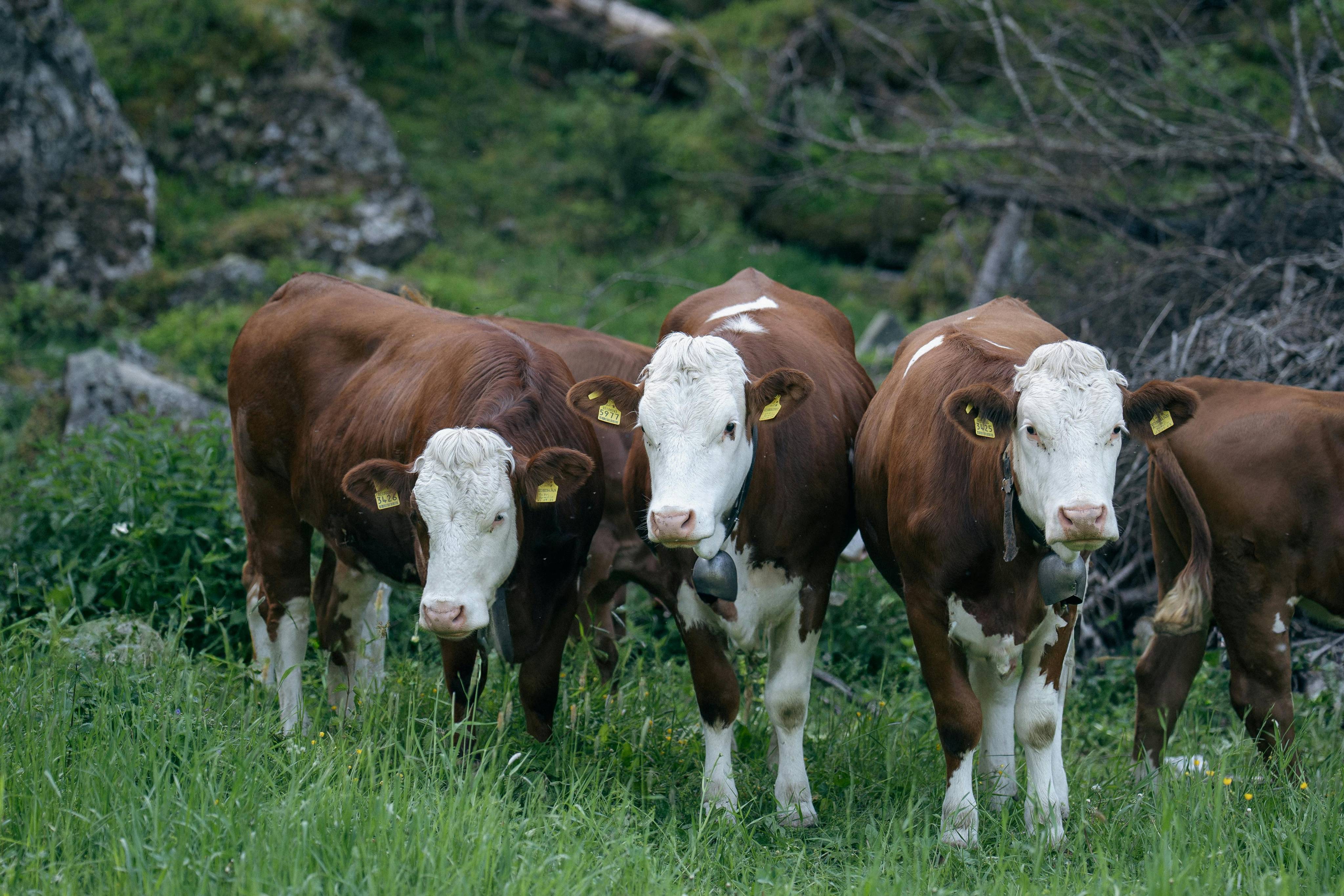 Ear Tags for Livestock | Durable Animal ID Tags