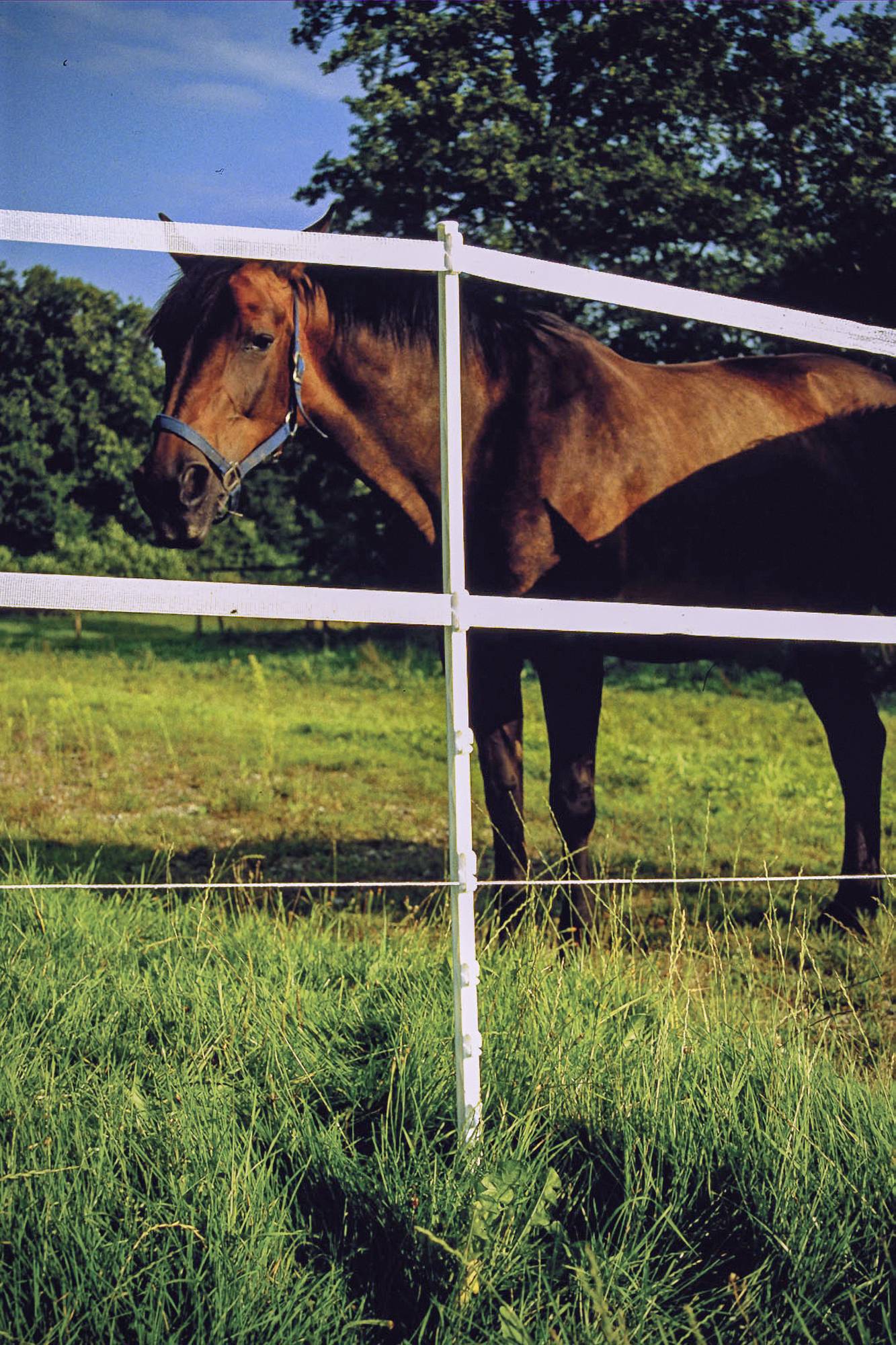Tendeur D'angle Safe Fence 1-1/2 R-50-BC2 – Système électrique Polytape, Neuf