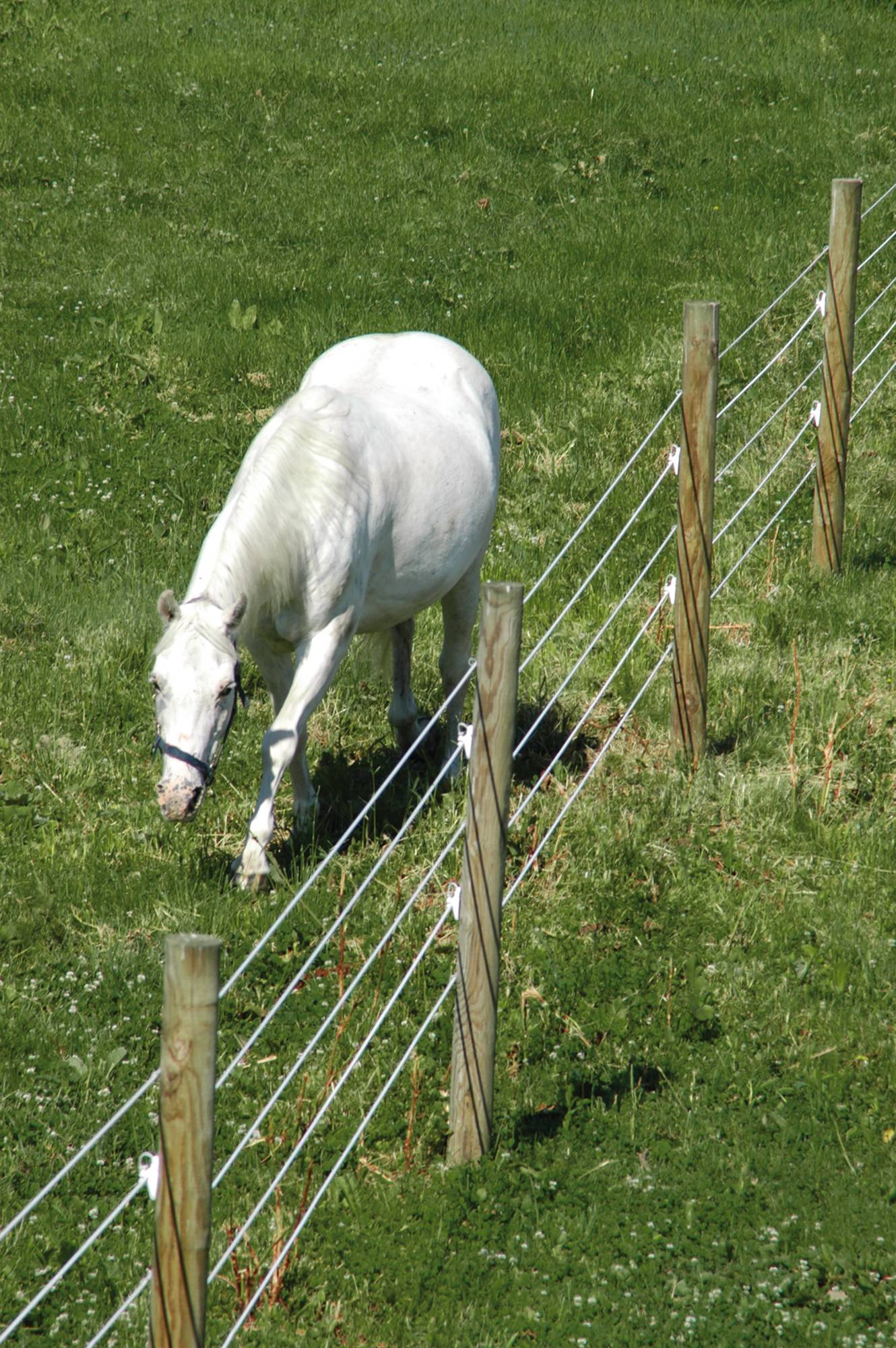 Fixed Knot Fence: The Latest Technology in Ranch Fencing, image size:1330x2000